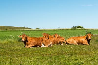 Mejeriforeningen siger officielt ja til kildesorteret organisk dagrenovation på markerne